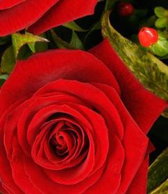 roses roses